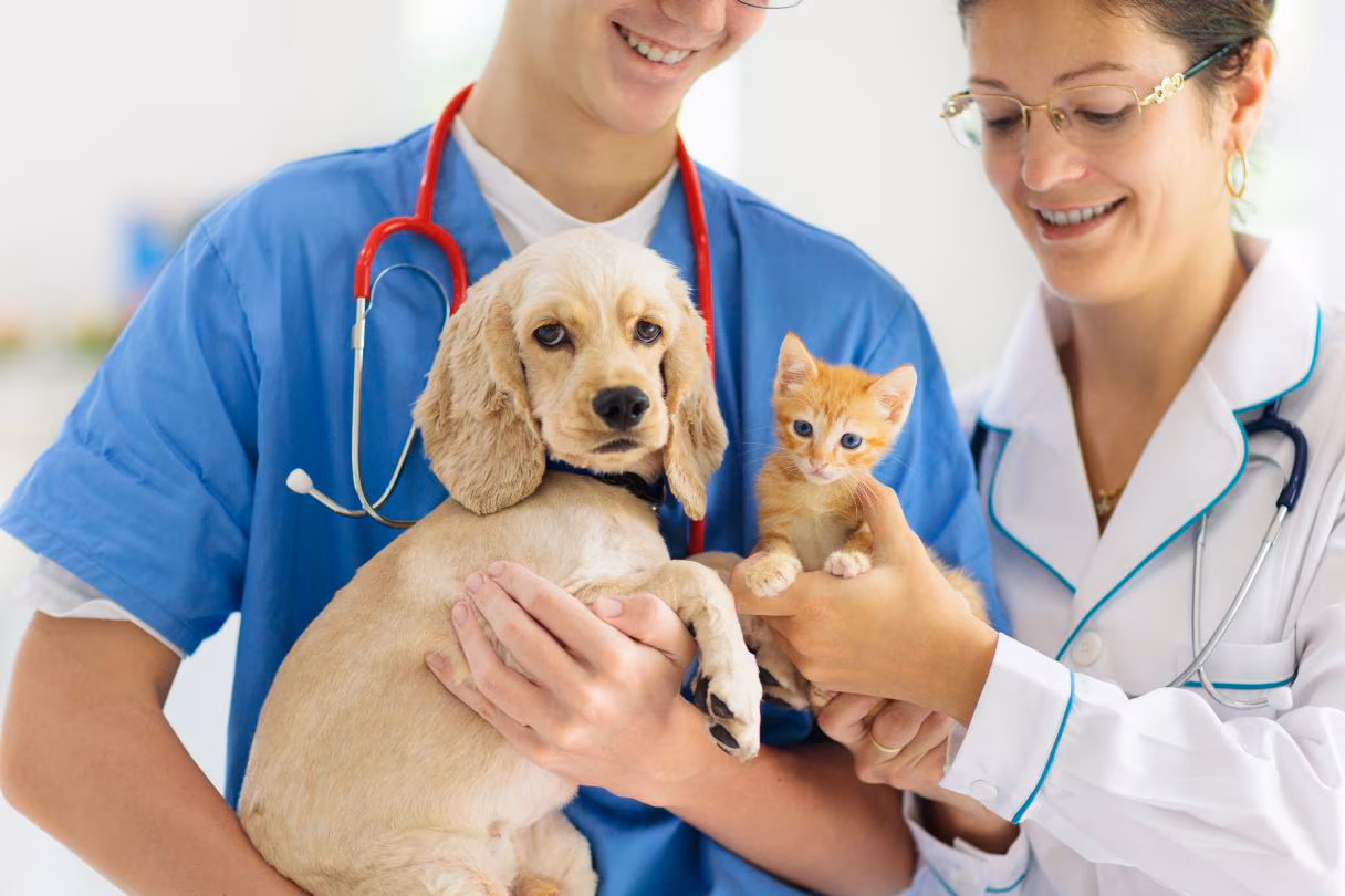 How to Choose the Right Veterinarian for Your Pet’s Unique Needs?